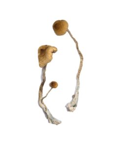 Buy Syzygy Magic Mushrooms Online UK