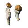 Buy Trans Envy Magic Mushrooms Online UK