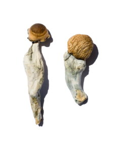 Buy Trans Envy Magic Mushrooms Online UK