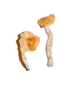 Buy Transkei Magic Mushrooms Online UK