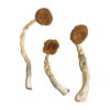Buy Treasure Coast Mushroom Online UK