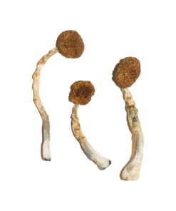 Buy Treasure Coast Mushroom Online UK