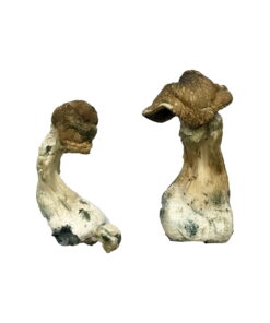 Buy Tri-Colour Ecuadorian Mushrooms Online UK