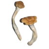 Buy Vietnamese Magic Mushrooms Online UK