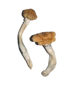 Buy Vietnamese Magic Mushrooms Online UK