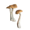 Buy Wavy Cap Mushrooms Online UK