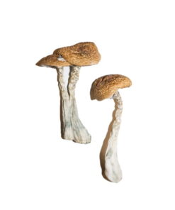 Buy Wavy Cap Mushrooms Online UK
