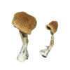 Buy Wollongong Magic Mushrooms Online UK
