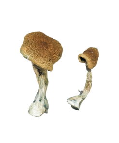 Buy Wollongong Magic Mushrooms Online UK