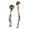 Buy Z-Strain Magic Mushrooms Online UK