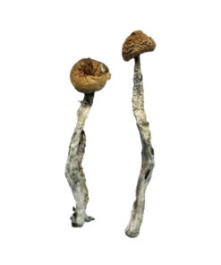 Buy Z-Strain Magic Mushrooms Online UK