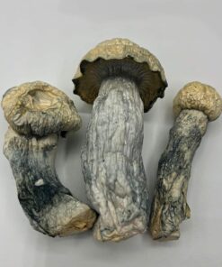 Cosmic Ghost Rider Mushrooms