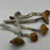 Ecuadorian Mushrooms