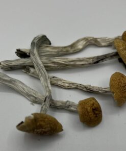 Ecuadorian Mushrooms