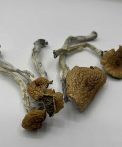 Golden Hawk Mushrooms