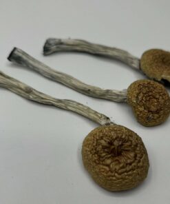 Golden Teachers Mushrooms