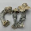 Great White North Mushrooms