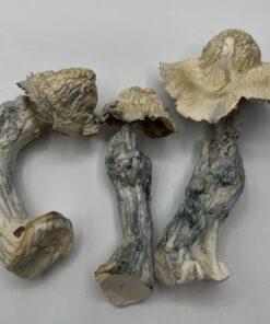 Great White North Mushrooms