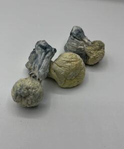 Jack Frost Mushrooms