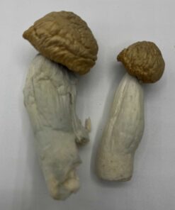 Juggernaut Mushrooms