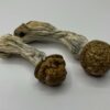 Makilla Gorilla mushroom strain