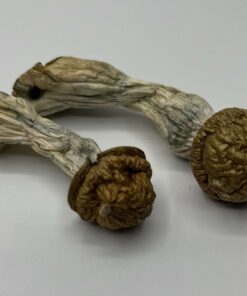 Makilla Gorilla mushroom strain