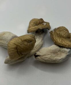 Malabar Mushrooms