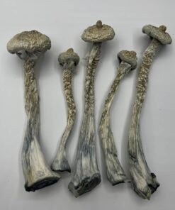 Moby Dick Mushrooms
