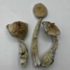 Natelensis Mushrooms