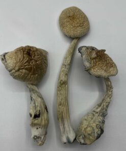 Natelensis Mushrooms