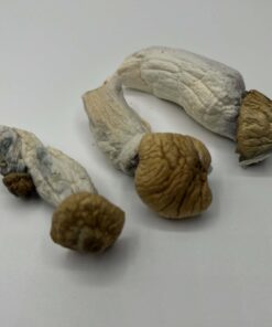 Penis Envy Mushrooms