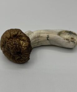 Shilo Mushrooms