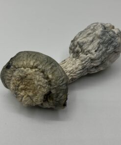 SV-13 mushroom strain