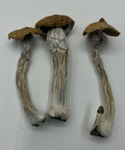 Texas Wild Mushrooms