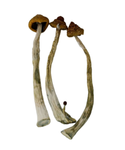 Trans envy | Mystic Fungi