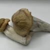 Treasure Coast Mushrooms