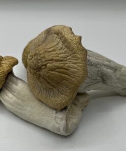 Treasure Coast Mushrooms