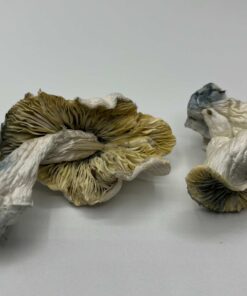 White Lotus Mushrooms