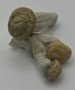 White Rabbit Mushrooms