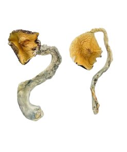 Buy Panama Magic Mushrooms