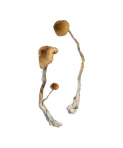 Buy Syzygy Magic Mushrooms