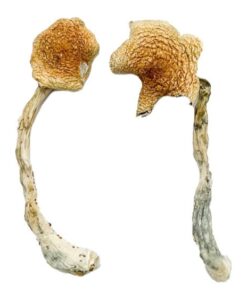 Buy Costa Rican Blue Magic Mushrooms