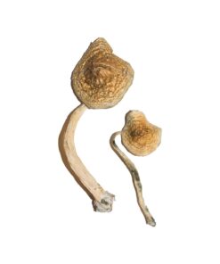Buy Cuban Magic Mushrooms