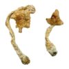 buy psychedelic mushroom online​