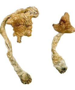 buy psychedelic mushroom online​