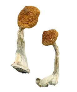 shrooms delivery near me​