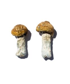 Buy Hero Magic Mushrooms